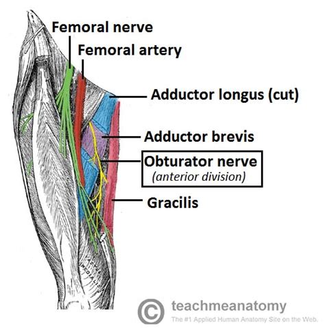 Muscles Of The Medial Thigh Teachmeanatomy
