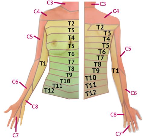 Dermatomes Anatomy Chart