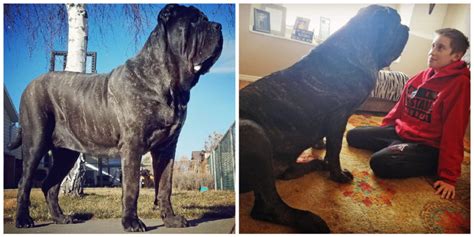 Meet The Worlds Biggest Puppy Bred To Replicate An Extinct Ancient