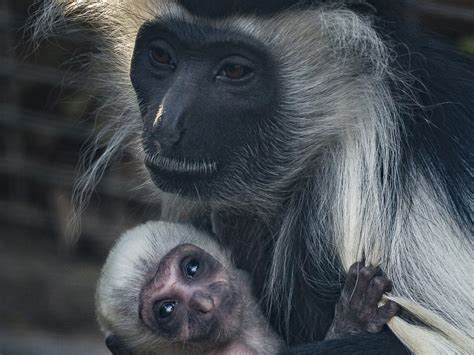San Diego Zoo Welcomes Baby Angloan Colobus Monkey Times Of San Diego