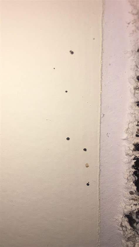 Can Anyone Confirm Or Deny This As Bed Bug Fecal Matter Found Behind