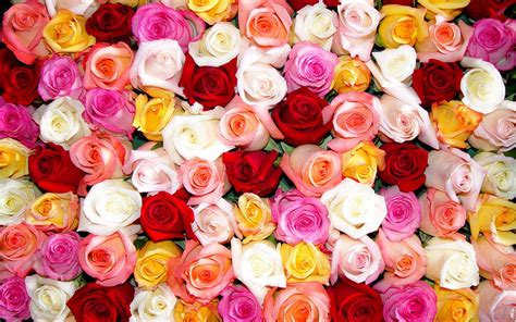 Color Roses Wallpaper Hd Wallpapersafari