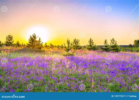 Spring Landscape With Flowering Purple Flowers On Meadow Stock Image