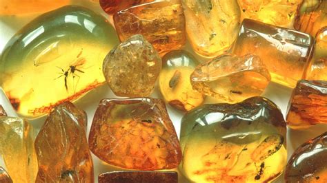15 Clear Facts About Amber Mental Floss