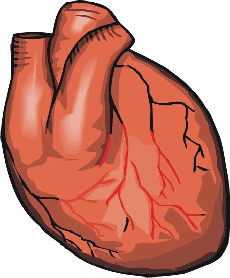 Download Hd Heart Real Heart Cartoon Transparent Transparent Png