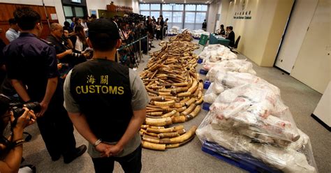 Hong Kong Seizes Largest Ivory Haul In 30 Years New Straits Times