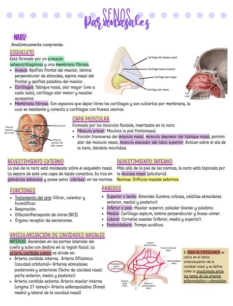 Senos Paranasales Este Documento Cuenta Con Toda La Información