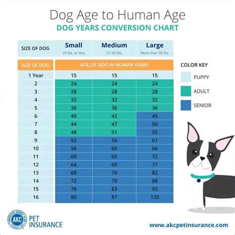 Dog Years To Human Years How Old Is Your Dog Akc Pet Insurance
