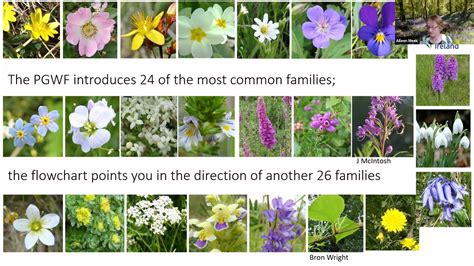 Best Wildflower Identification App Uk Best Flower Site