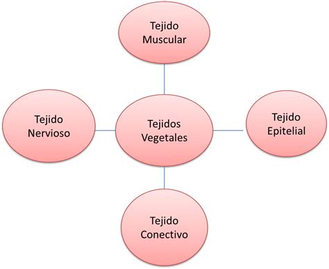 Biologia Tejidos Vegetales