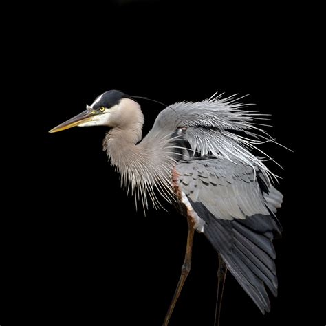 Photographed an injured great blue heron today. Great blue heron (Ardea herodias) | Grey heron, Blue heron ...