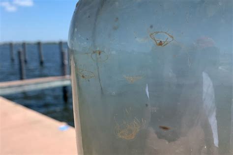 Nasty Clinging Jellyfish Return To The Nj Shore
