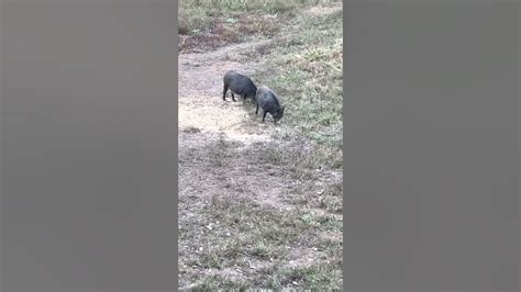 My First Hog Hunt Ted Nugent Ranch Sunrise Safari Youtube