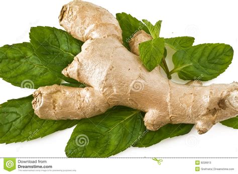Ginger With Mint Stock Image Image Of Food Biology Background 9228913