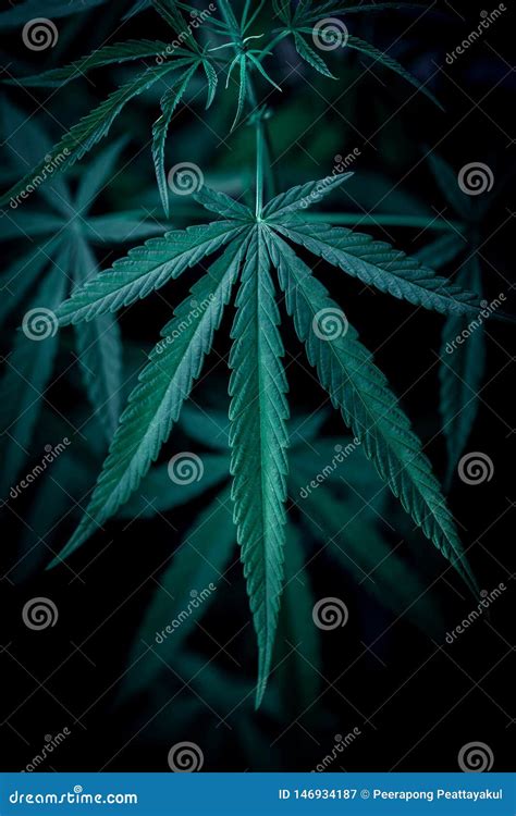 Cannabis On A Black Background Stock Image Image Of Addictive Habit