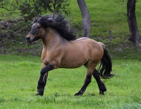 Horses Highland Pony Rare Breeds Trust Of Australia Tidyhq