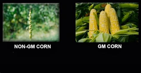 10 Gmo Memes Backed Up By Science Genetic Literacy Project