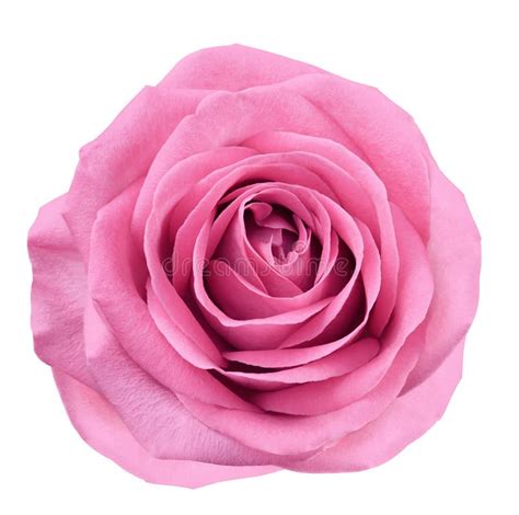 Pink Flower Rose On White Isolated Background With Clipping Path No
