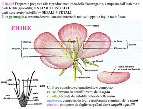 LE PARTI DEL FIORE GermoglioVerde