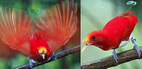 Indonesia mempunyai jutaan spesies langka yang patut menjadi kebanggaan buat kita. Gambar Burung Tercantik di Indonesia