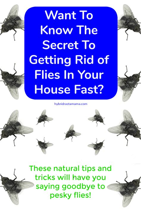 6 Ways To Get Rid Of Flies Naturally Hybrid Rasta Mama