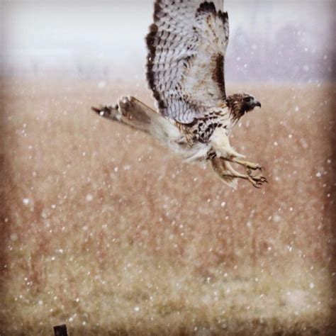Hawk In Flight Wildlife Photography Roadside Winter Snow