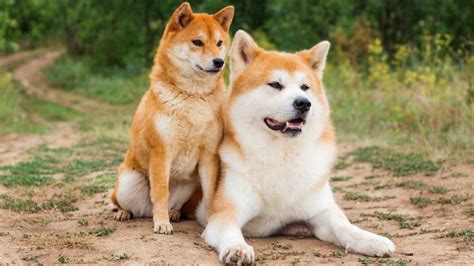 15 Oldest Dog Breeds In The World And Still Living Puplore