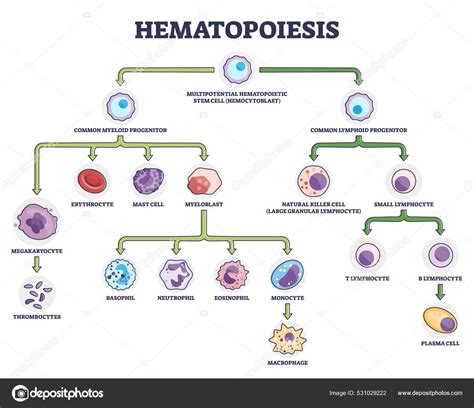 Hematopoiesis As Blood Cellular Stem Components Formation Outline