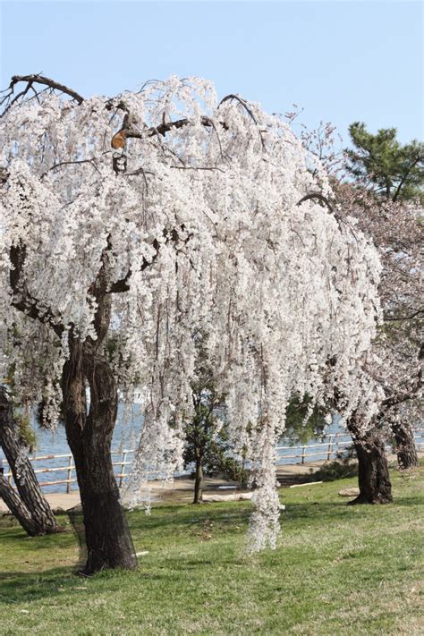 Washington Dc Cherry Blossom 2015refreshrose