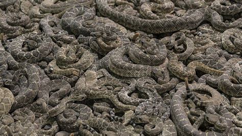 Dozens Of Rattlesnakes Found Under Texas Home