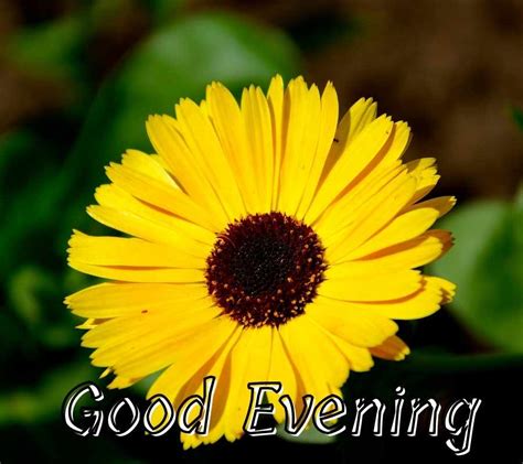 Good Evening Images Flowers Hd Images Good Evening Images
