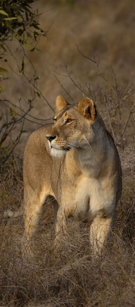 About Wild Animals Lioness In The African Savanna African Animals