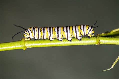 Monarch Butterfly Caterpillar Focusing On Wildlife