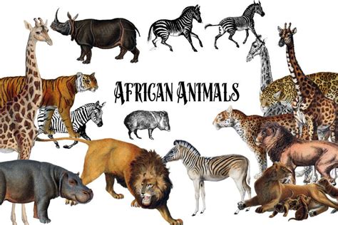 Africa the world's second largest continent is house to the largest diversity of the members of kingdom animalia. Vintage African Animals ~ Illustrations ~ Creative Market