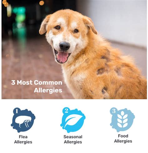 Countryside Skin Conditions And Allergies In Pets