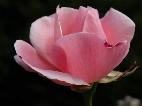 Fotos Gratis Naturaleza Flor Pétalo Florecer Rosa Rosado Flora