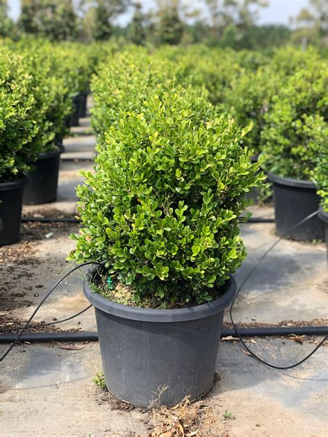 Japanese Buxus Spring Colours