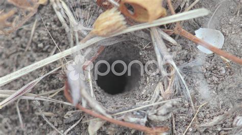 Hole Deepening Under Ground To Move Out Dug Animals And Serves As His
