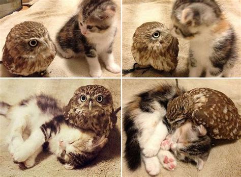 Cute Kitten And Owl Are Best Friends Luvbat