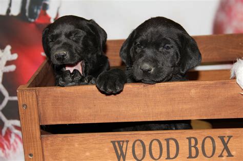 We are located just outside lexington, north carolina, in a small rural town called welcome. Rock Springs Labs - Lab Puppies for Sale in Alabama