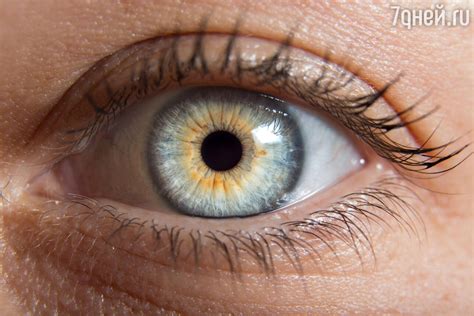 Голубые или карие Цвет глаз влияет на склонность к алкоголизму 7Дней ру