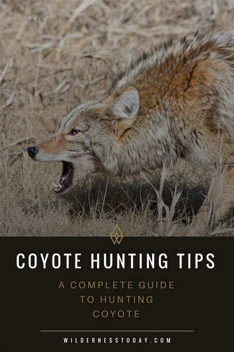 Coyote Hunting Tips How To Hunt Coyotes With Electronic And Regular