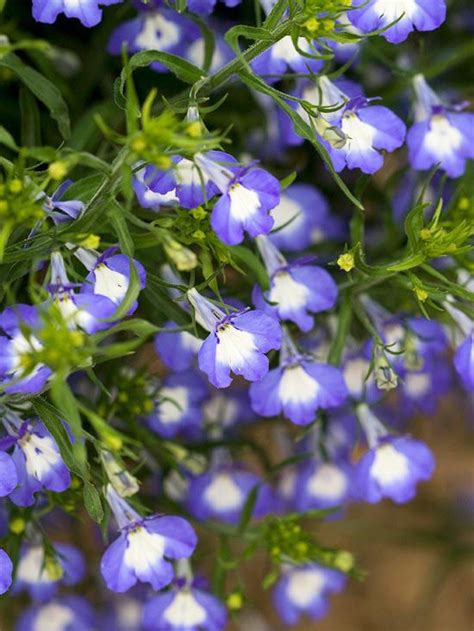 Asking annual flowers to put up with full sun, dry soil, or high humidity is no small challenge. 12 Gorgeous Annuals That Thrive in the Shade | Plante ...