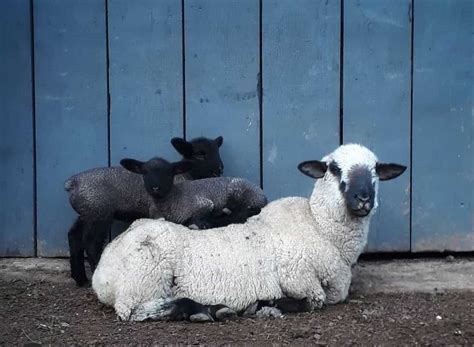 15 Best Sheep Breeds For Meat Pethelpful