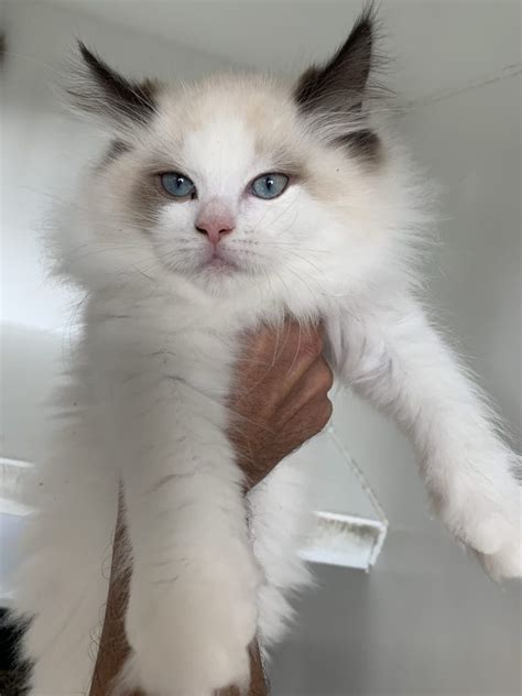 One percent of the population should not what if your mother knew you were traipsing around new york city with ruffians who have illegal hotplates? Ragdoll Long Hair Kittens for Sale in Westchester, New York