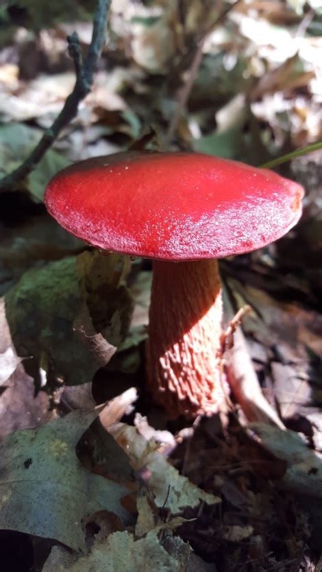 Colorful Mushrooms Of The World The Nature Treasure Hunt