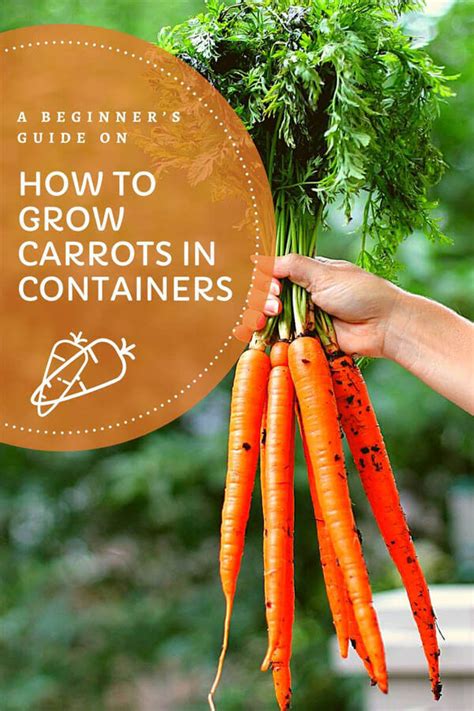A Beginners Guide On Growing Carrots In Containers