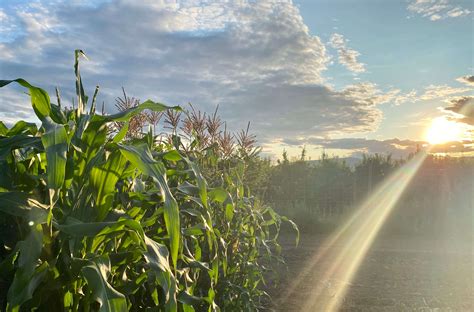 Growing Corn | Crop Circles Double Corn Production