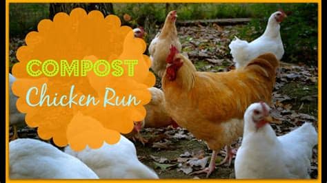 How to house chickens in the backyard. Compost Chicken Run~Let Your Chickens Work! - YouTube