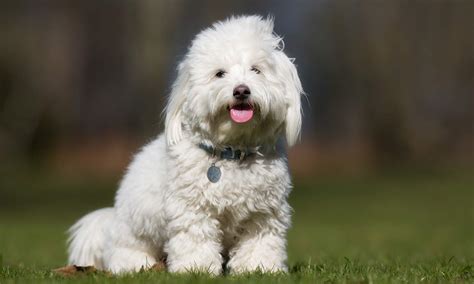 Coton De Tulear Breed Characteristics Care And Photos Bechewy